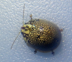 Paropsis thyone