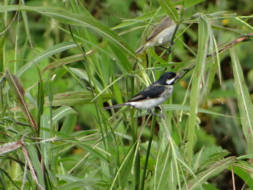 Sporophila bouvronides