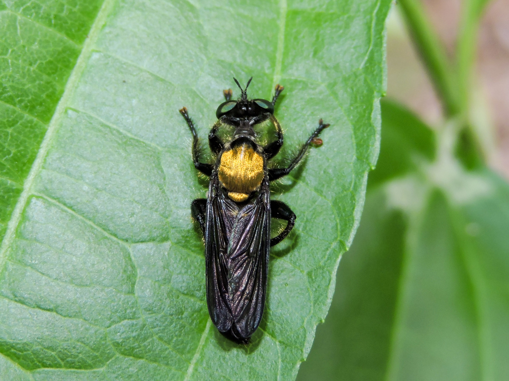 Lampria aurifex