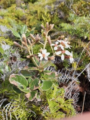 Olearia allomii