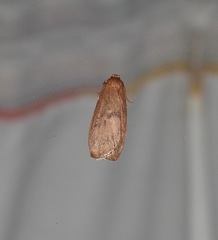 Lambula obliquilinea