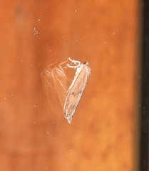 Lambula obliquilinea