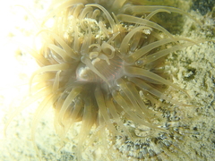 Anemonia viridis
