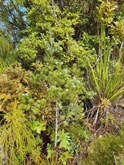 Halocarpus kirkii