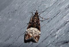 Scoparia minusculalis