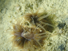 Anemonia viridis