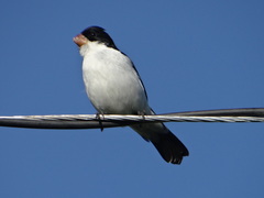 Sporophila leucoptera