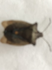 Pentatoma rufipes