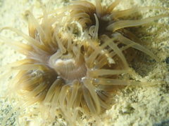 Anemonia viridis