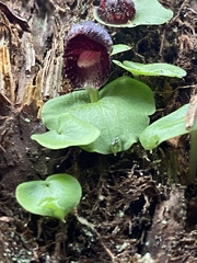 Corybas grumulus