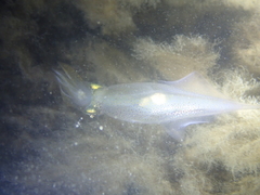 Alloteuthis subulata