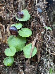 Corybas grumulus