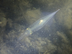 Alloteuthis subulata