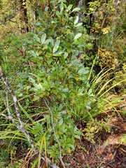 Coprosma dodonaeifolia