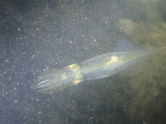 Alloteuthis subulata