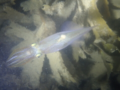 Alloteuthis subulata