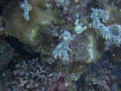 Gardineroseris planulata