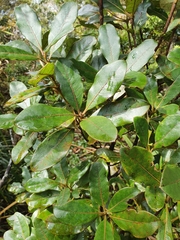 Coprosma dodonaeifolia