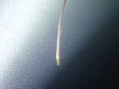 Syngnathus typhle