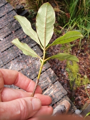 Coprosma dodonaeifolia