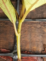 Coprosma dodonaeifolia