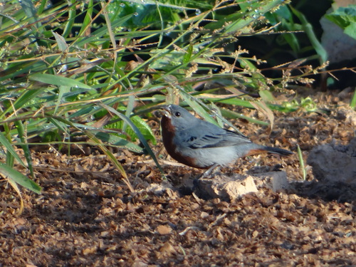 Sporophila castaneiventris