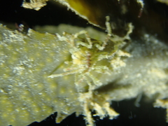 Ammothea hilgendorfi