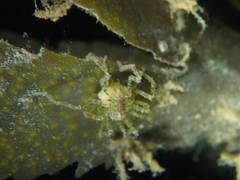 Ammothea hilgendorfi