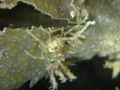 Ammothea hilgendorfi