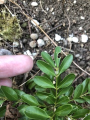 Buxus colchica