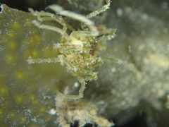 Ammothea hilgendorfi