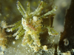 Ammothea hilgendorfi