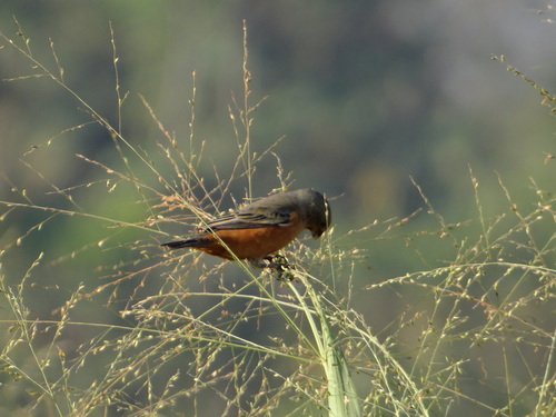 Tawny-bellied Seedeater (Sporophila hypoxantha), photo 5