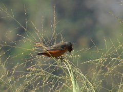 Sporophila hypoxantha