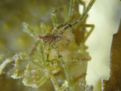 Ammothea hilgendorfi