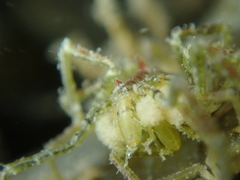 Ammothea hilgendorfi