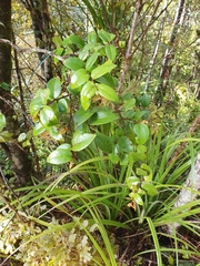 Metrosideros albiflora