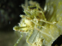 Ammothea hilgendorfi