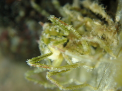 Ammothea hilgendorfi