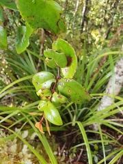 Metrosideros albiflora