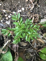 Buxus colchica