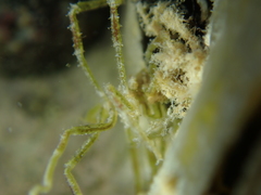 Ammothea hilgendorfi