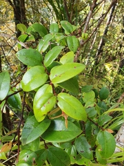 Metrosideros albiflora