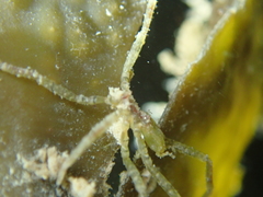 Ammothea hilgendorfi