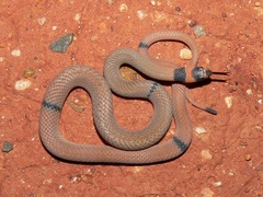 Pseudonaja modesta