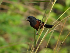 Sporophila angolensis