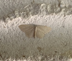 Idaea distinctaria