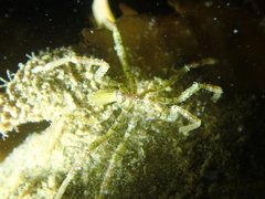 Ammothea hilgendorfi