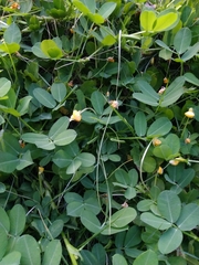 Arachis duranensis