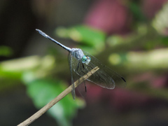 Micrathyria schumanni